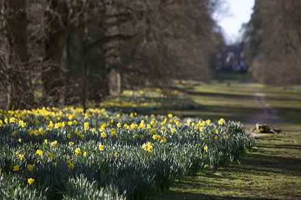 Nowton Park daffodils 