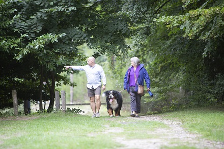 Dog walking in Brandon Country park