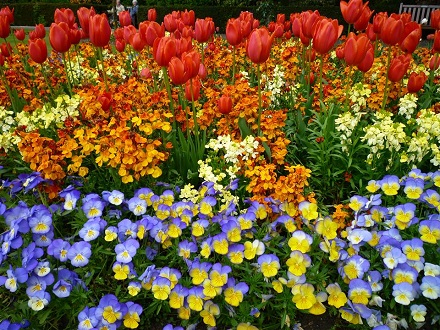Abbey Gardens flowers