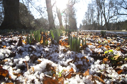 Nowton Park in winter