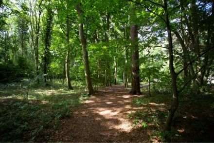Brandon Country Park brandon-country-park