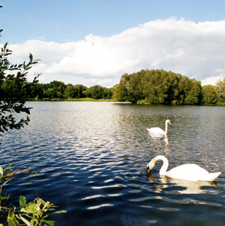 West Stow swans